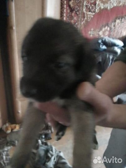 Щенки в добрые руки