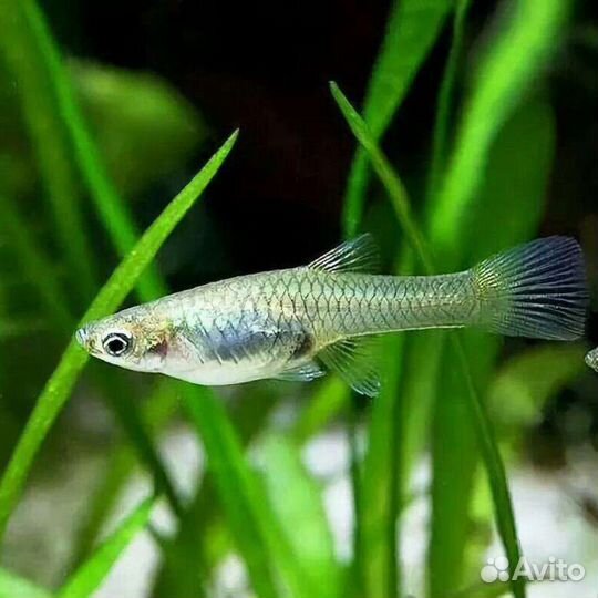 Аквариумные рыбки гуппи