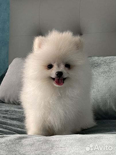 Щенки померанского шпица(есть беленькие)
