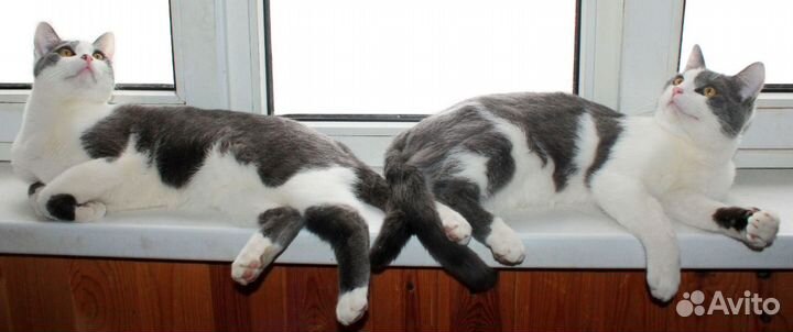 Котик метис