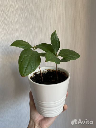 Росток хурмы