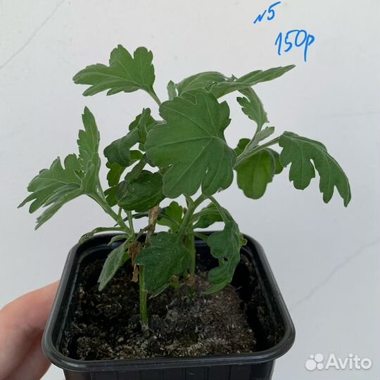 Хризантема желтая (детки)