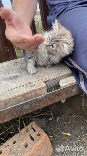 Пушистый комочек котенок в добрые руки