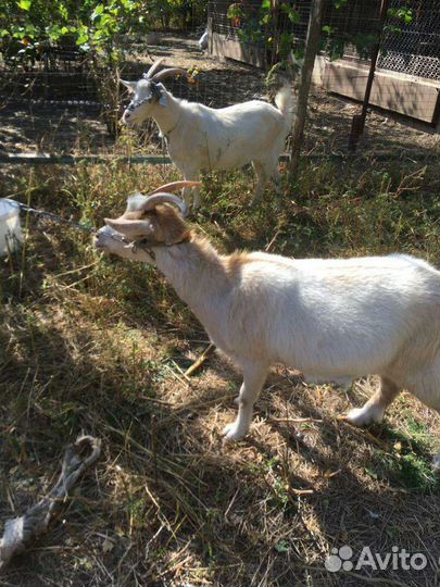 Козы молодые