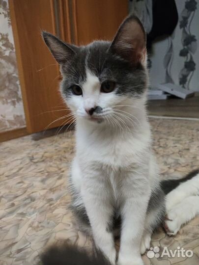 Кошечки в добрые руки