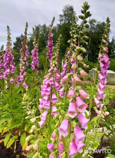 Наперстянка микс