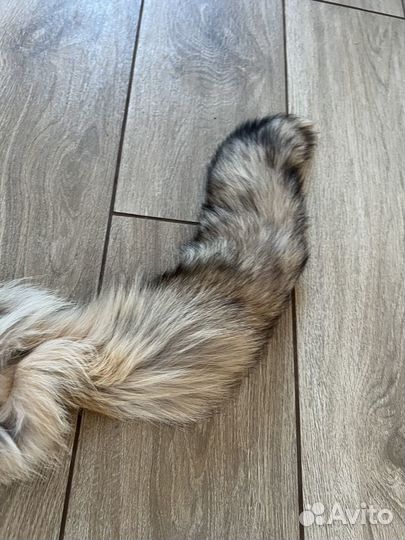 Шкура лисы