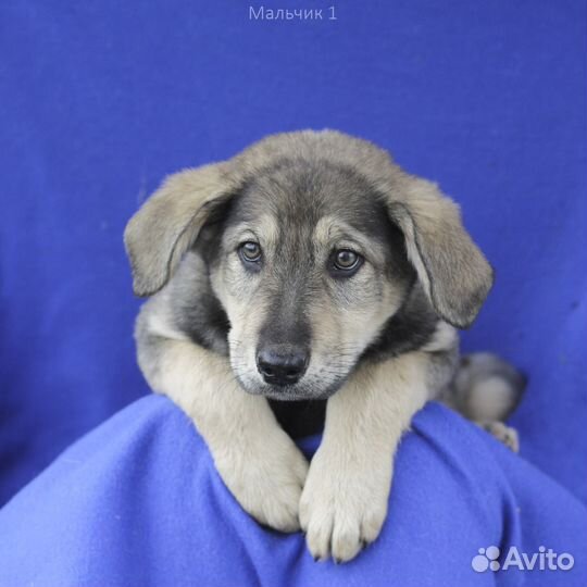 Щенок мальчик