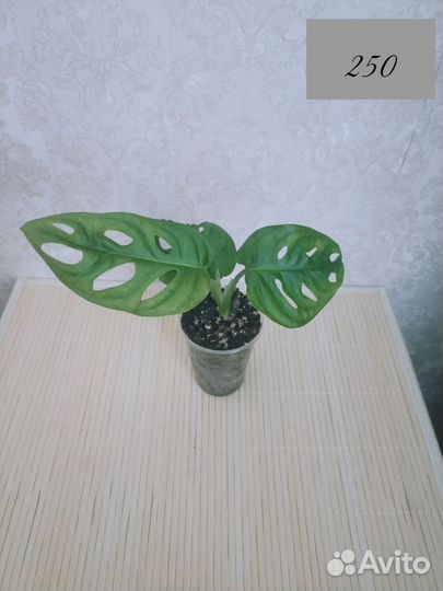 Монстера манки Маск