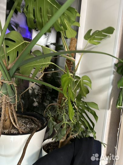 Монстера большая в хорошем состояние