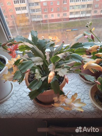 Декабрист шлюмбергера