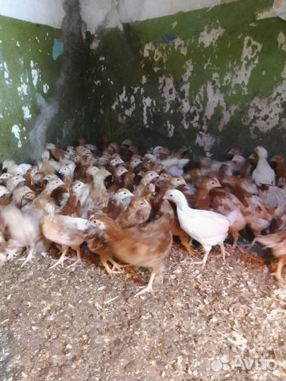 Цыплята несушки