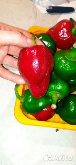 Семена сладкого перца 