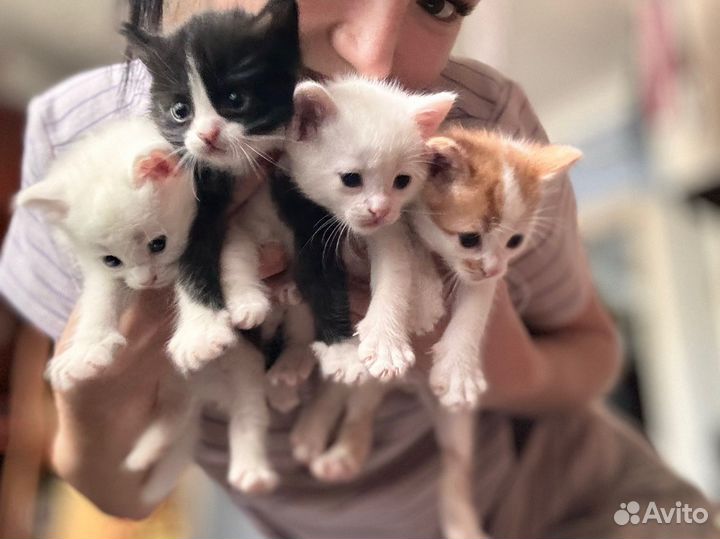 Кошечки в добрые руки