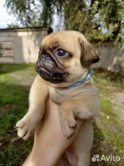 Мопс вязка мальчик