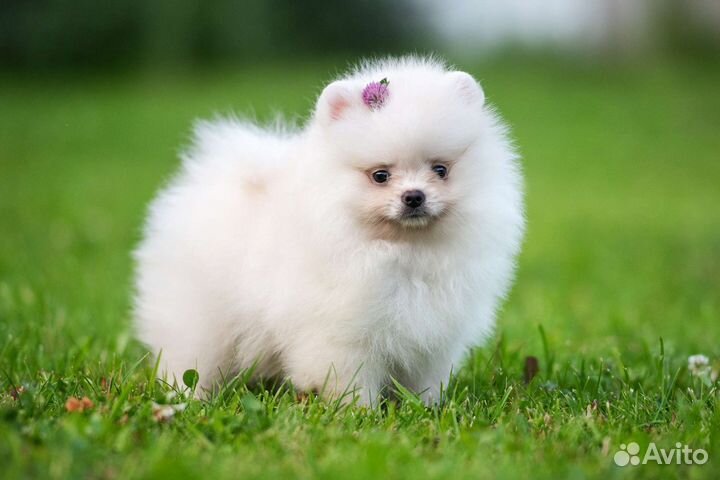 Померанский шпиц медвежьего типа, девочка, 2 мес