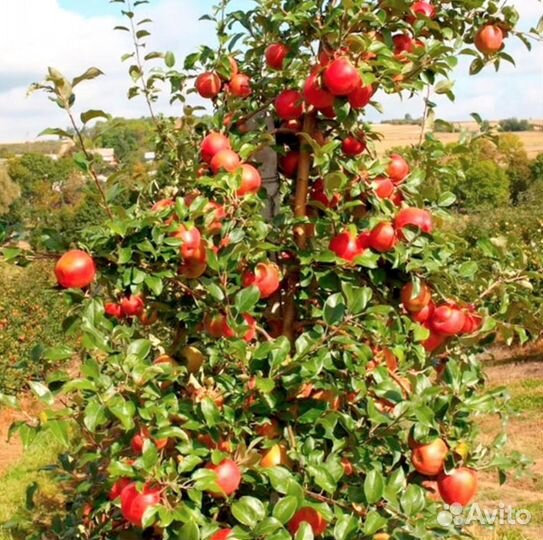 Саженцы яблони и груши