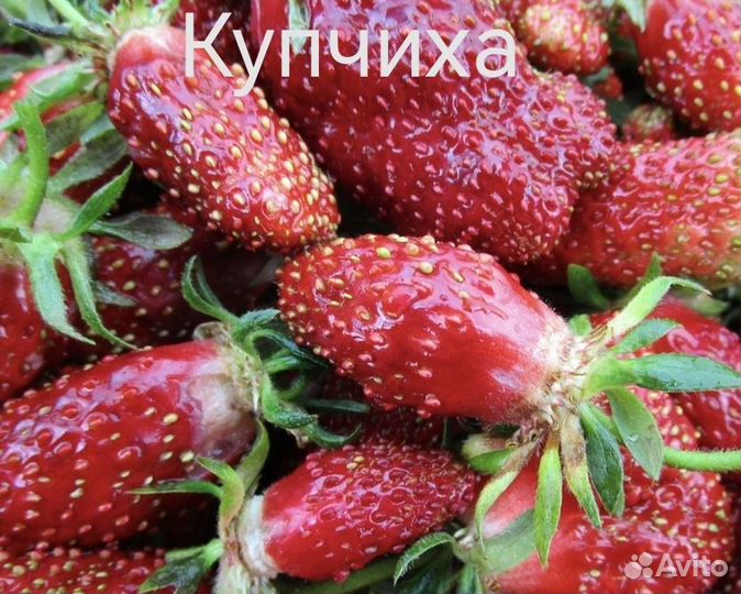 Клубника в кассетах