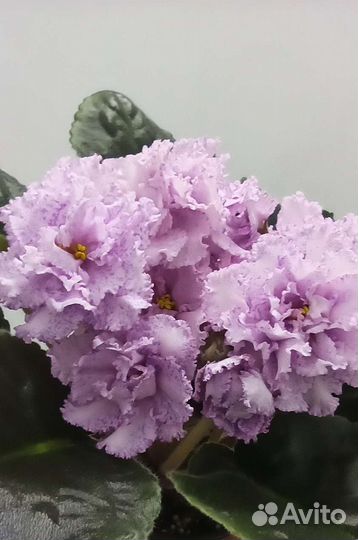 Сортовые фиалки. Симферополь