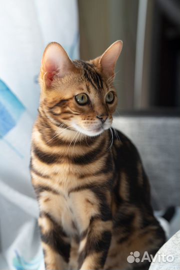 Бенгальский кот