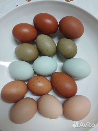 Яйца кур цветные на инкубацию