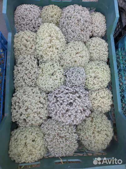 Мох ягель живой