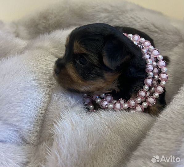 Йоркширский терьер щенки