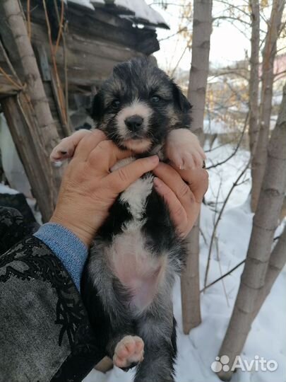 Щенки бесплатно