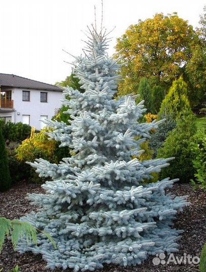 Ель Хупси, Глаука Глабоза и другие