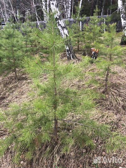 Сосна Сибирская