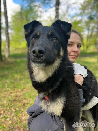 Добрый Эль ищет семью и дом