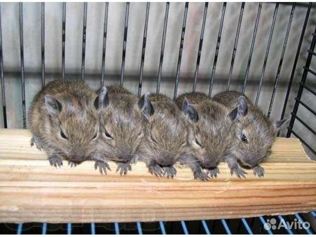 Бельчата Дегу