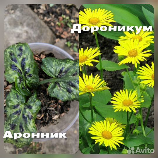 Бадан,Морозник,Седум,Флоксы,Физостегия