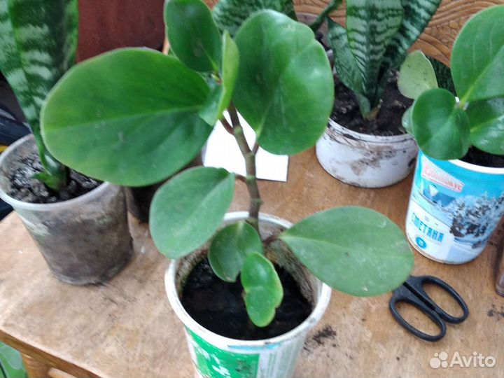 Традесканция рео,пеперомия