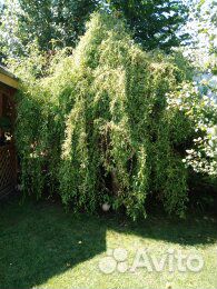 Ива извилистая