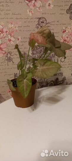 Калатея лубберса, сингониум неон пинк