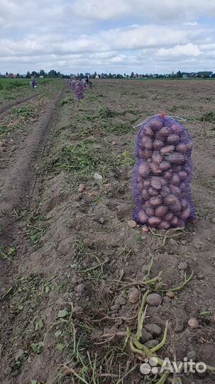 Катофель красный оптом от 20 тонн