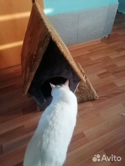 Кошачий дом