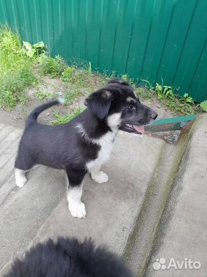 Отдаю щенков в добрые руки