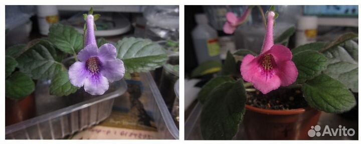 Семена прострела, минисинингий, глоксинии