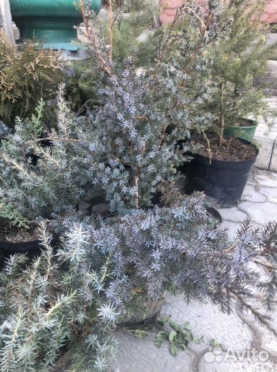 Растения многолетние хвойные