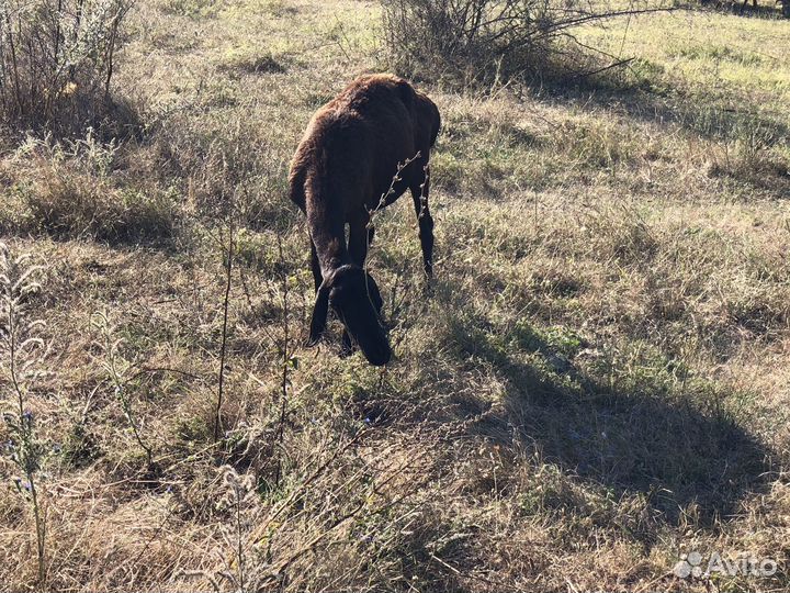 Курдючные бараны овцы