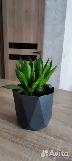 Сансевиерия, растение вместе с горшком