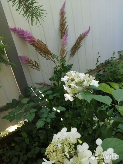 Астильба высокорослый сорт