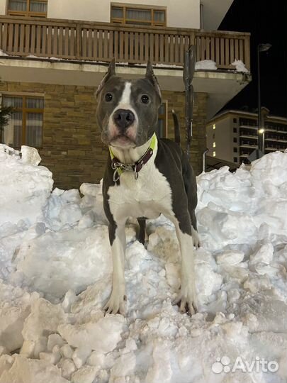 Амстафф вязка