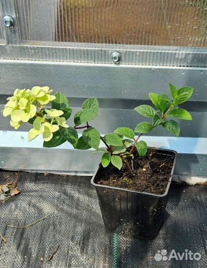 Гортензия метельчатая саженцы