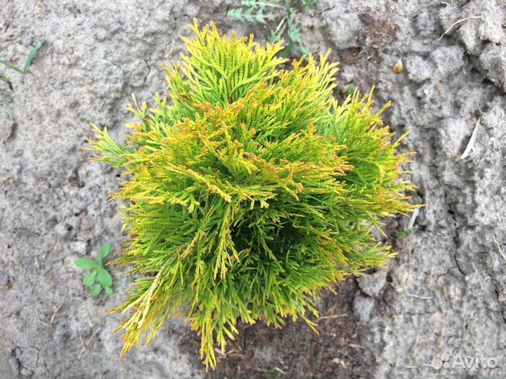 Туя Джанет Голд