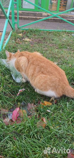 Котик бездомный