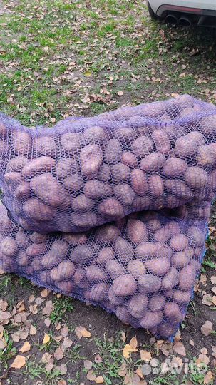 Продам картофель