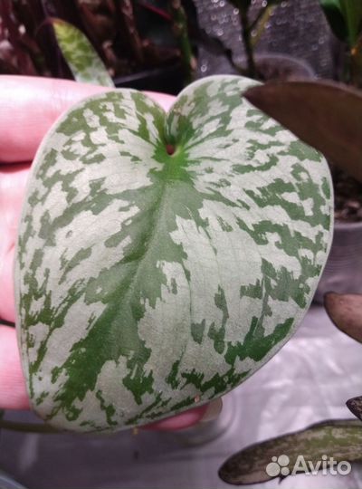 Сциндапсусы и эпипремнумы